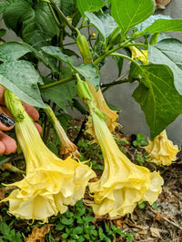 Yellow Dhatura Flower seeds for Planting Pollinator Friendly Heirloom & GMO Free Seeds for Home Garden 
 
 Sale