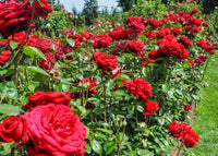 Rose Seeds Flower seeds for Planting, Bright Blooms Heirloom & GMO Free Seeds for Home Garden