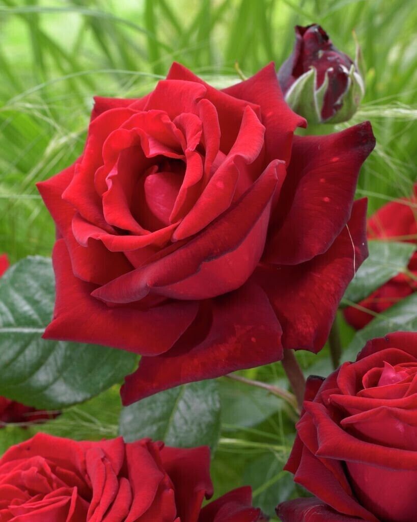 Rose Seeds Flower seeds for Planting, Bright Blooms Heirloom & GMO Free Seeds for Home Garden