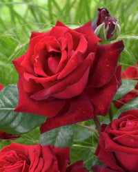 Rose Seeds Flower seeds for Planting, Bright Blooms Heirloom & GMO Free Seeds for Home Garden
