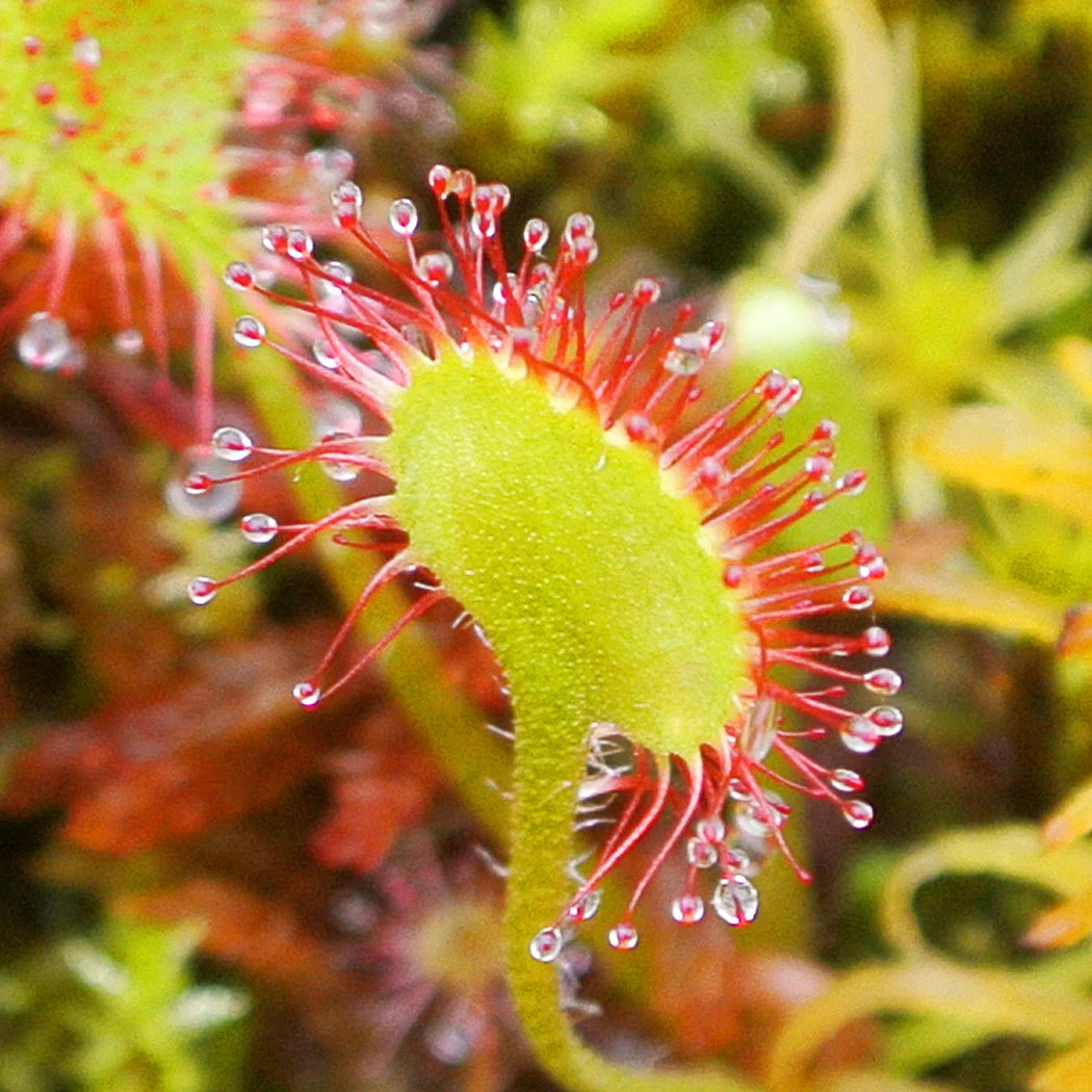 Mixed Drosera Chrysolepis Flower seeds for Planting - Long Bloom Season, Heirloom & GMO Free Seeds for Home Garden