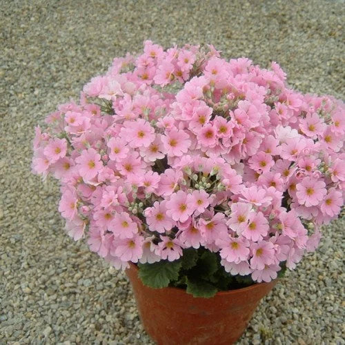 Pink Primula Malacoides Flower seeds for Planting - Premium Quality, Heirloom & GMO Free Seeds for Home Garden
