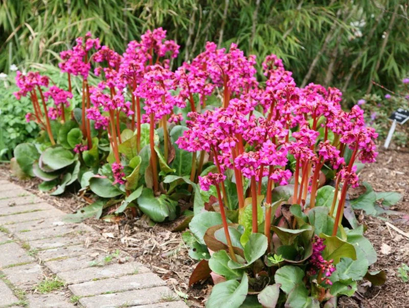 Bergenia Flower seeds for Planting - Wildflower Mix, Heirloom & GMO Free Seeds for Home Garden
