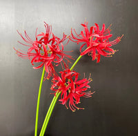 Light Grey Higanbana Flower seeds for Planting Vibrant Colors Heirloom & GMO Free Seeds for Home Garden