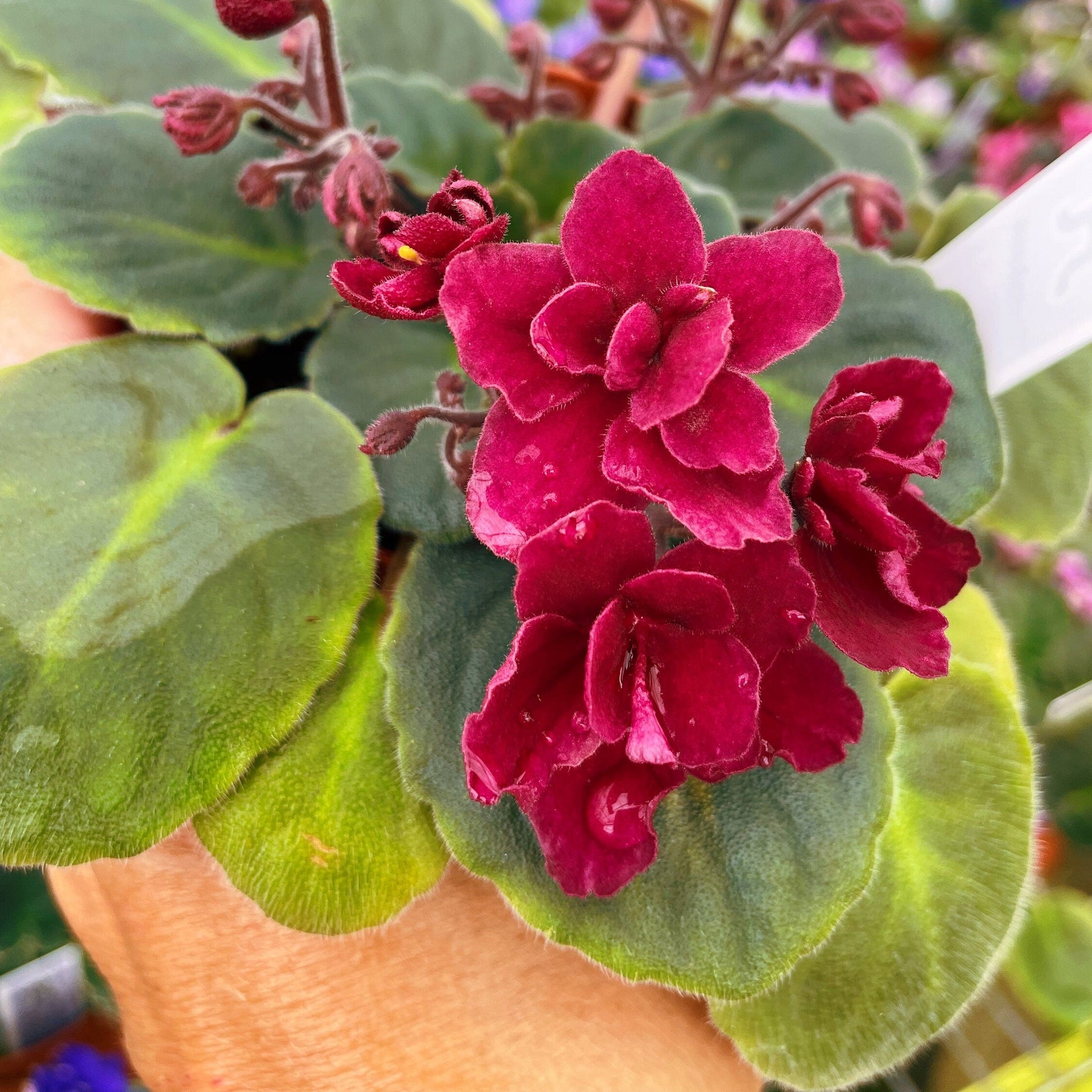 Red African Violet Flower seeds for Planting - Bright Blooms, Heirloom & GMO Free Seeds for Home Garden