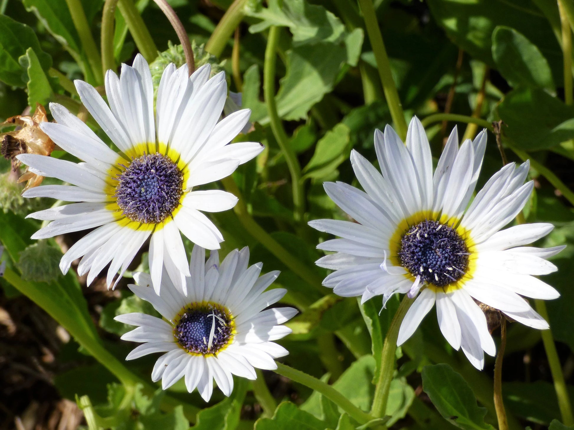 White Arctotis Flower seeds for Planting Long Bloom Season Heirloom & GMO Free Seeds for Home Garden 
 
 Sale