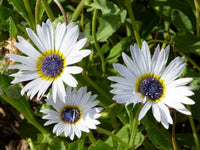 White Arctotis Flower seeds for Planting Long Bloom Season Heirloom & GMO Free Seeds for Home Garden 
 
 Sale