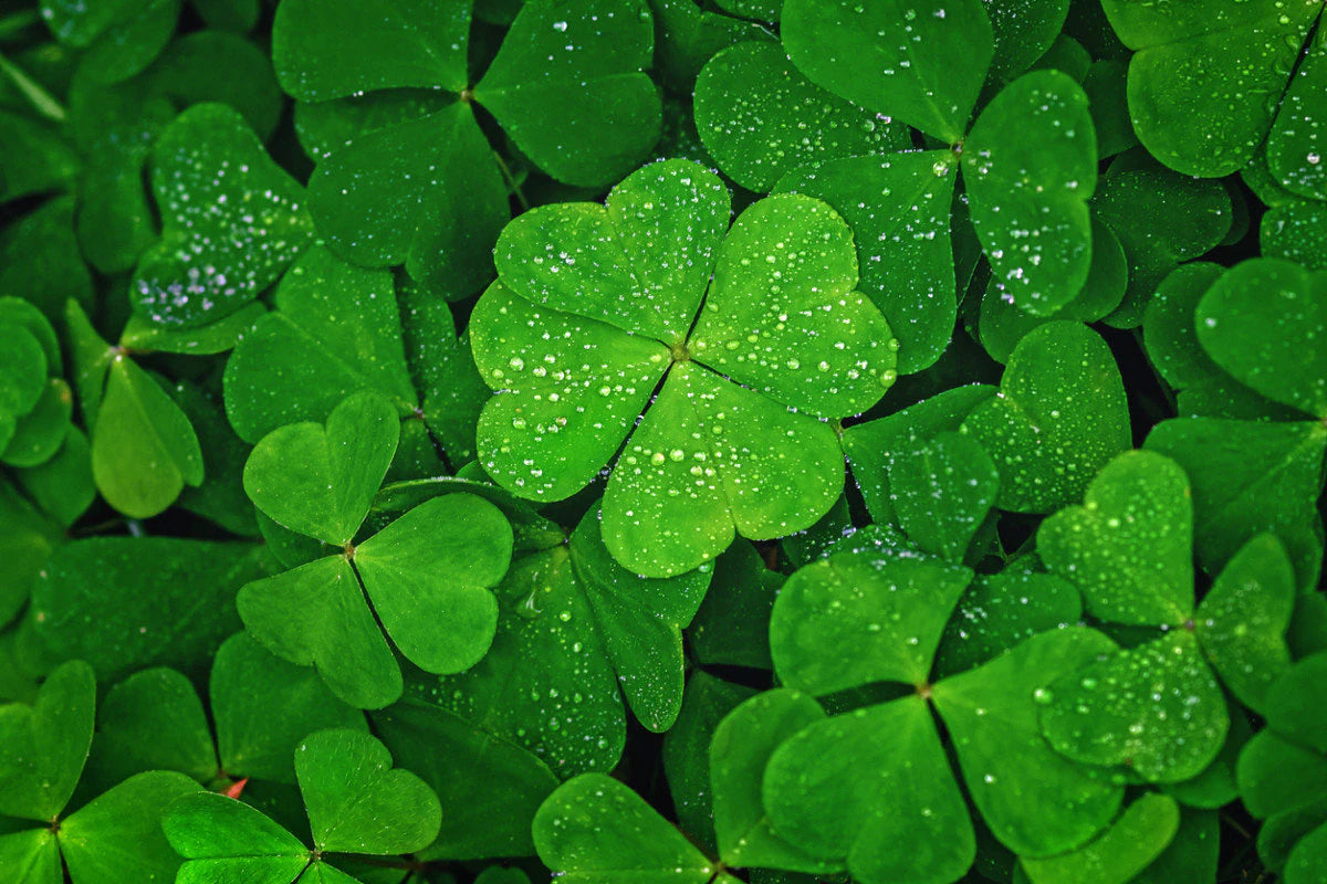 Green Clover Seeds for Planting - Hardy Perennial Flowering Clover Garden Seeds