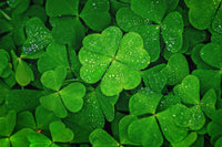 Green Clover Seeds for Planting - Hardy Perennial Flowering Clover Garden Seeds