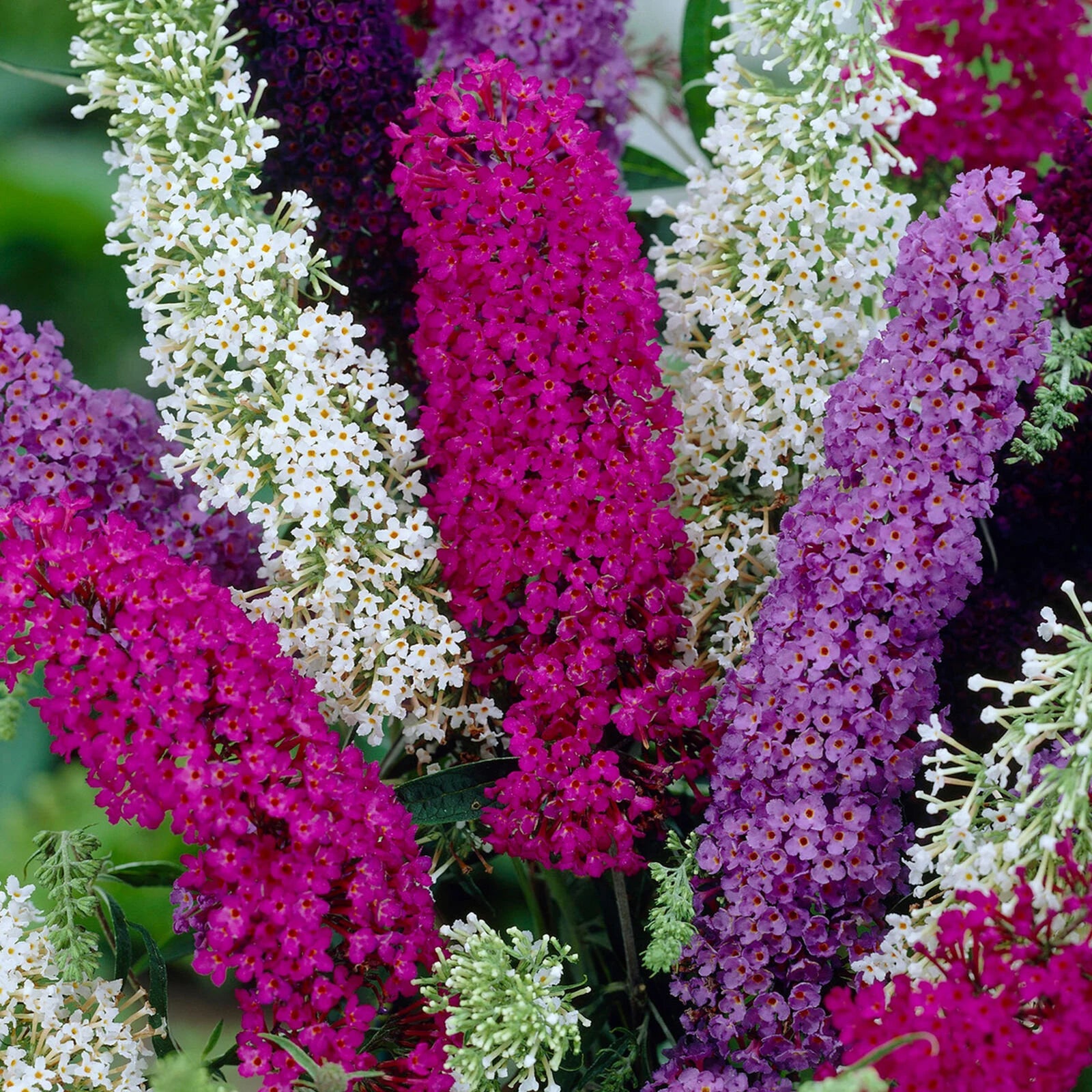Buddleia Trikolore Flower seeds for Planting Premium Quality Heirloom & GMO Free Seeds for Home Garden 
 
 Sale