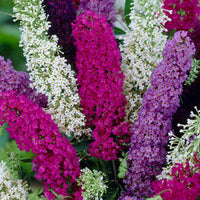 Buddleia Trikolore Flower seeds for Planting Premium Quality Heirloom & GMO Free Seeds for Home Garden 
 
 Sale