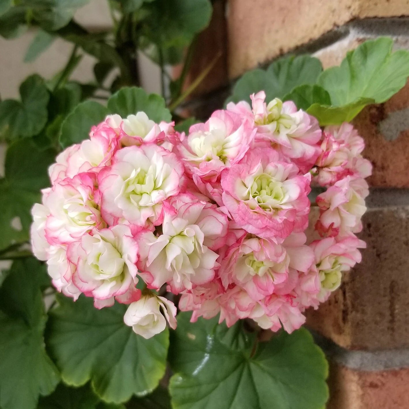 Pink Scented Geranium Flower seeds for Planting - Cottage Garden Essential, Heirloom & GMO Free Seeds for Home Garden