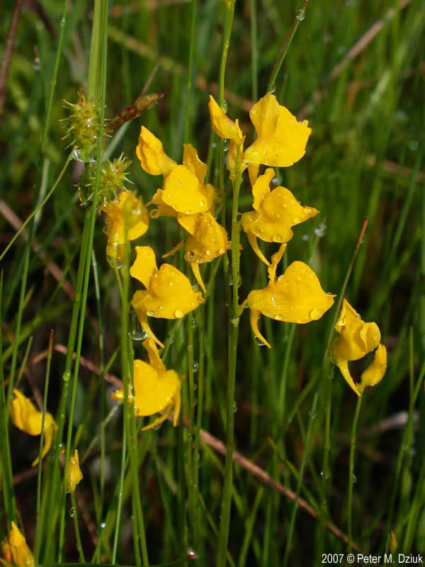 Yellow Utricularia Flower seeds for Planting - Easy to Grow, Heirloom & GMO Free Seeds for Home Garden