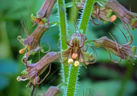 Piggyback Plant Flower seeds for Planting - Hardy Variety, Heirloom & GMO Free Seeds for Home Garden
