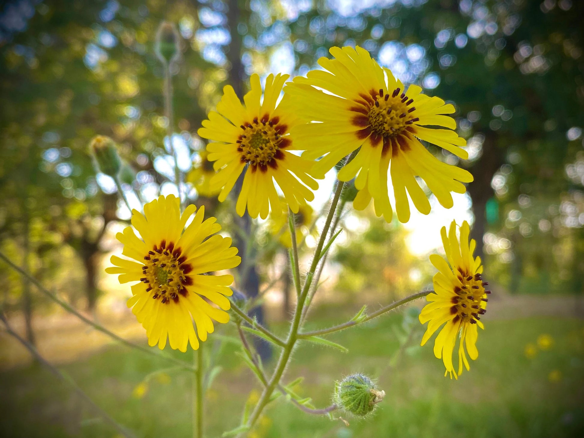 Yellow Madia Elegans Flower Seeds Planting