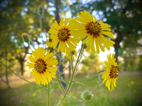 Yellow Madia Elegans Flower Seeds Planting