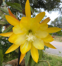 Yellow Nopalxochia Flower seeds for Planting Vibrant Colors Heirloom & GMO Free Seeds for Home Garden