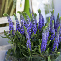 Veronica Flower seeds for Planting - Seasonal Bloomer, Heirloom & GMO Free Seeds for Home Garden