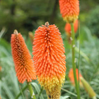 Uvaria Flower seeds for Planting - Cottage Garden Essential, Heirloom & GMO Free Seeds for Home Garden