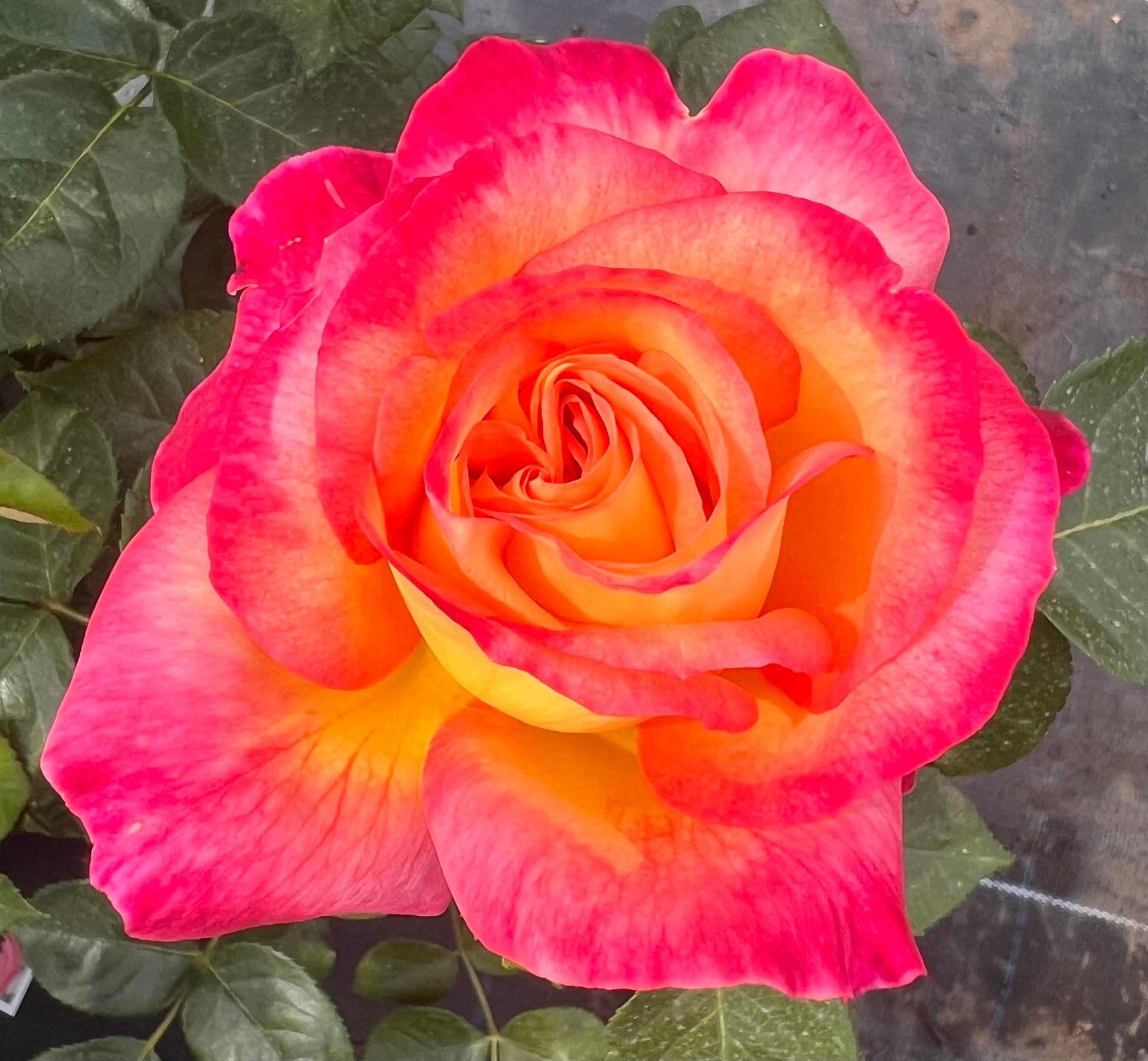 Pink Yellow Rose Flower Seeds for Planting - Vibrant Garden Roses, Spring & Fall Planting