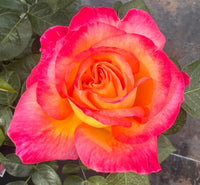 Pink Yellow Rose Flower Seeds for Planting - Vibrant Garden Roses, Spring & Fall Planting