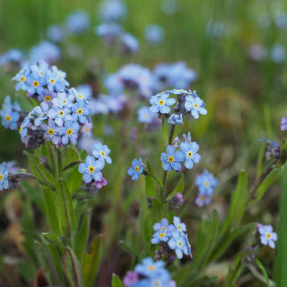 Blue Myosotis Alpestris Seeds for Planting