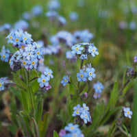 Blue Myosotis Alpestris Seeds for Planting