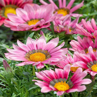 Pink Gazania Rigens Flower seeds for Planting - Easy to Grow, Heirloom & GMO Free Seeds for Home Garden