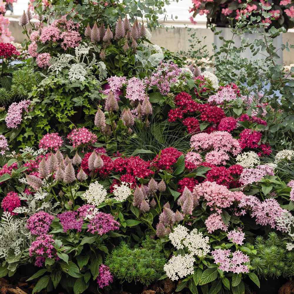 Pentas Lanceolata Flower Seeds