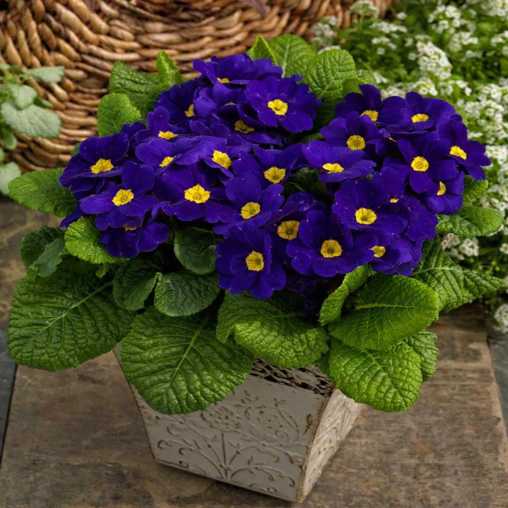 Blue Yellow Primrose Flower seeds for Planting - Fragrant Blossoms, Heirloom & GMO Free Seeds for Home Garden