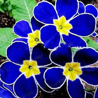 Blue Primrose Flower Seeds for Easy Planting