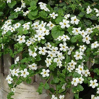 White Waterhyssop Flower seeds for Planting - Sun Loving, Heirloom & GMO Free Seeds for Home Garden