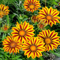 Yellow Red Gazania Rigens Flower Planting  Seeds for Vibrant Blossoms in Your Garden