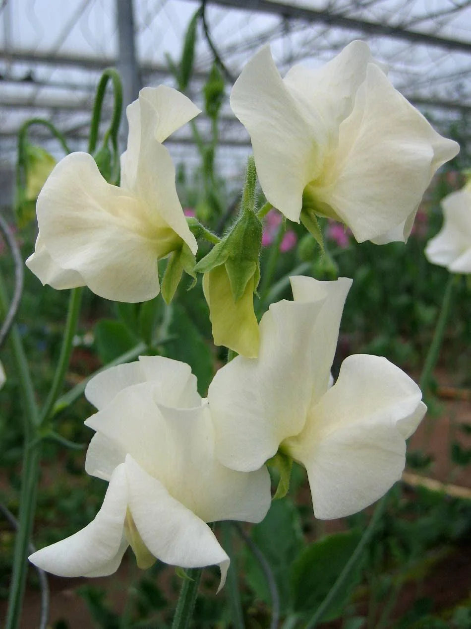 White Sweet Pea Flower Seeds – Heirloom & NonGMO DroughtTolerant Blooms for Home Gardens
 
 Sale