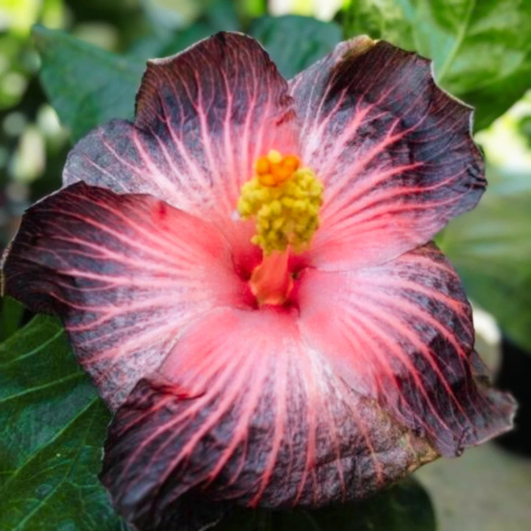Brown Hibiscus Flower seeds for Planting - Bright Blooms, Heirloom & GMO Free Seeds for Home Garden