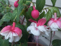 Fuchsias White Pink Flower seeds for Planting - Seasonal Bloomer, Heirloom & GMO Free Seeds for Home Garden