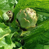 Glechoma Longituba High Yield Vegetable Seeds for Home Garden , Outdoor Kitchen Garden Seeds , Easy to Grow Vegetable Plants