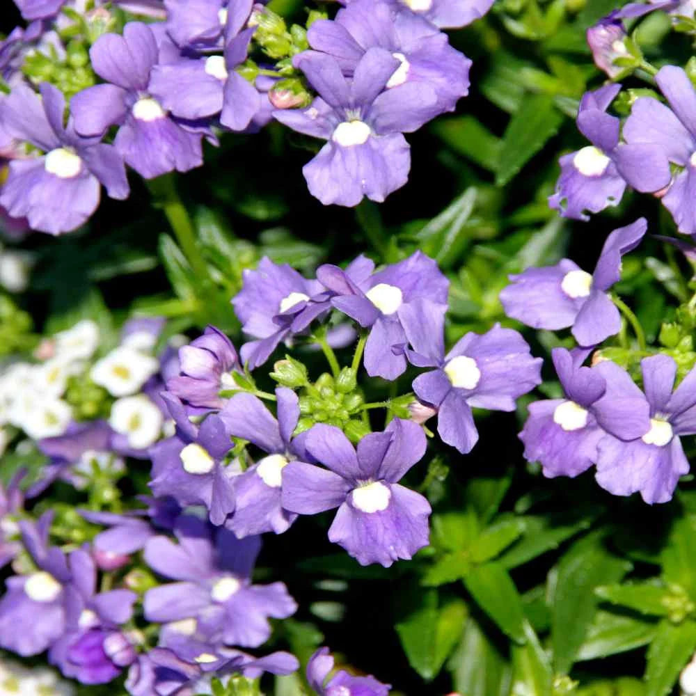 Blue Nemesia Flower seeds for Planting Pollinator Friendly Heirloom & GMO Free Seeds for Home Garden 
 
 Sale