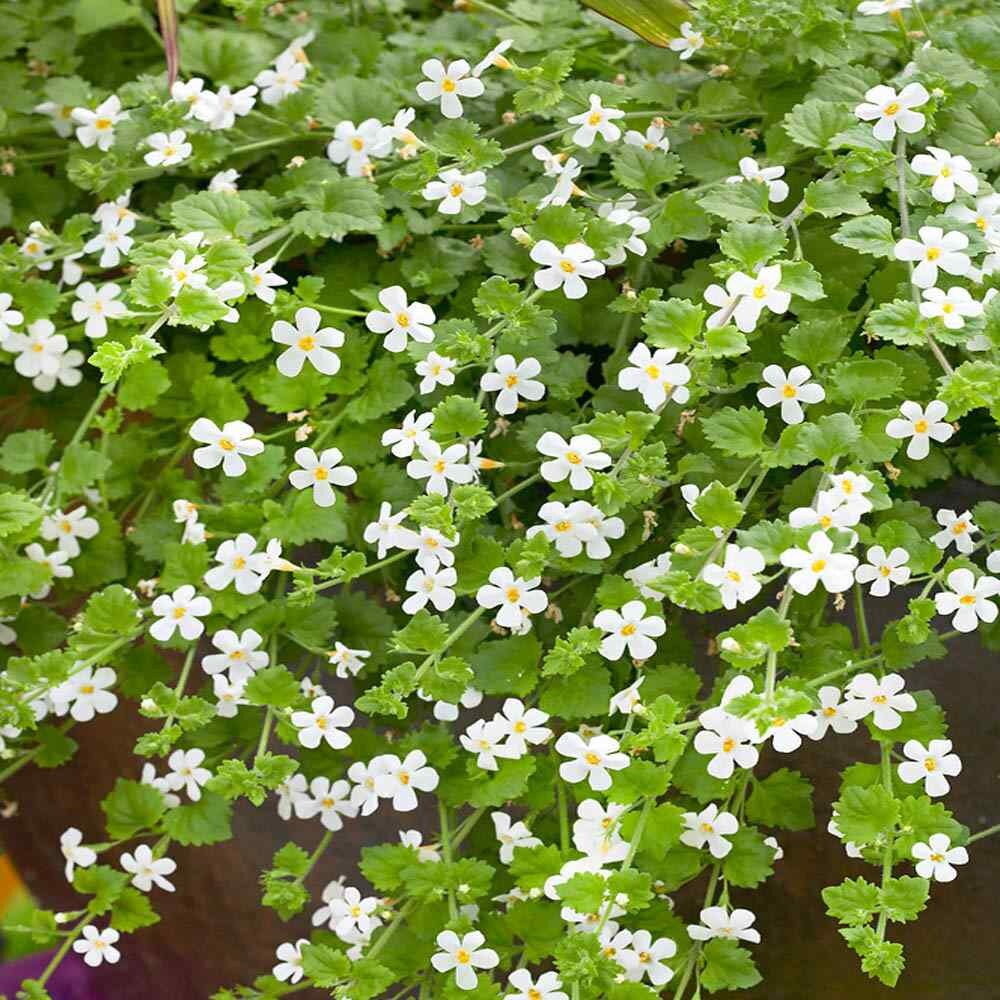 White Snowtopia Flower seeds for Planting - Compact Growth, Heirloom & GMO Free Seeds for Home Garden