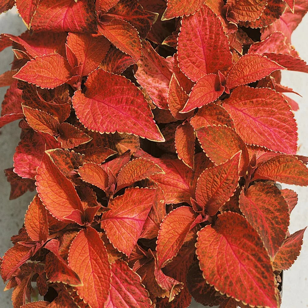 Orange Coleus Flower seeds for Planting Hardy Variety Heirloom & GMO Free Seeds for Home Garden