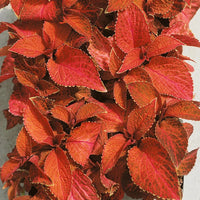 Orange Coleus Flower seeds for Planting Hardy Variety Heirloom & GMO Free Seeds for Home Garden