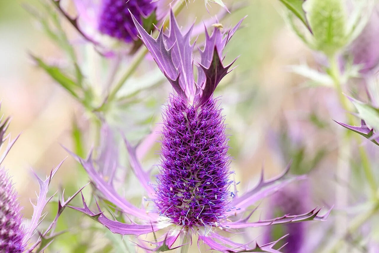 Purple Eryngo Flower seeds for Planting - Easy to Grow, Heirloom & GMO Free Seeds for Home Garden