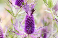 Purple Eryngo Flower seeds for Planting - Easy to Grow, Heirloom & GMO Free Seeds for Home Garden