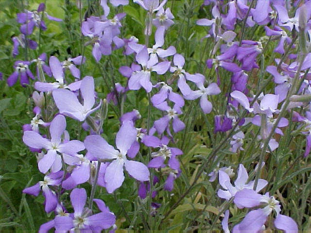 Ivy Flower seeds for Planting - Wildflower Mix, Heirloom & GMO Free Seeds for Home Garden