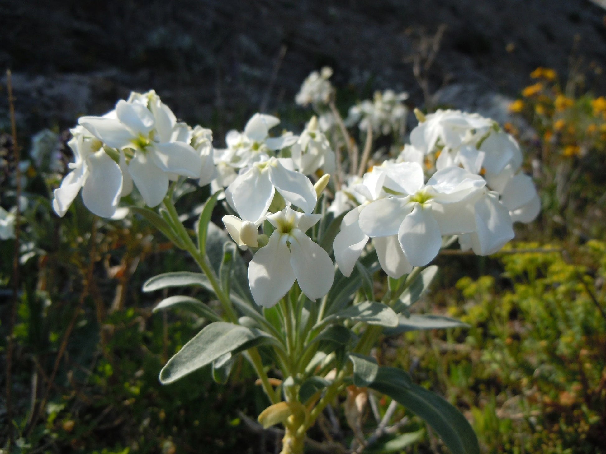 White Matthiola Incana Flower seeds for Planting Long Bloom Season Heirloom & GMO Free Seeds for Home Garden