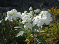 White Matthiola Incana Flower seeds for Planting Long Bloom Season Heirloom & GMO Free Seeds for Home Garden