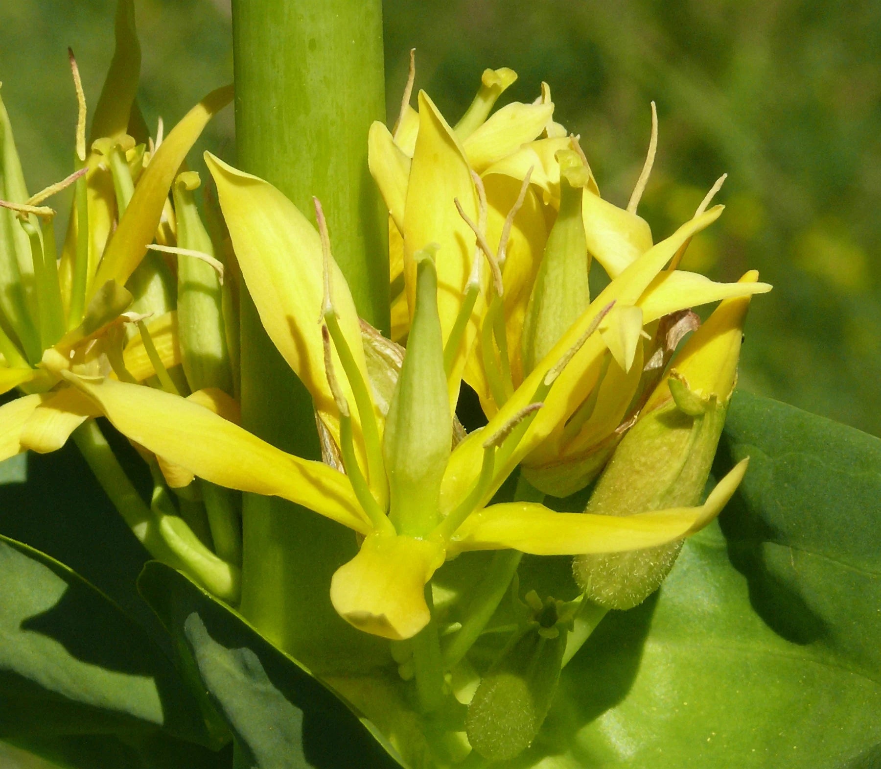 Yellow Gentian Flower Seeds for Planting - Vibrant Perennial Blooms for Your Garden