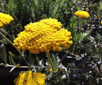Yellow Achillea Flower seeds for Planting - Fragrant Blossoms, Heirloom & GMO Free Seeds for Home Garden
