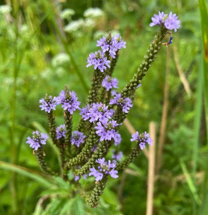 Blue Vervain Flower seeds for Planting - Premium Quality, Heirloom & GMO Free Seeds for Home Garden