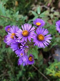 Purple Aster Novae Angliae Seeds for Perennial Planting